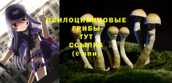 стаф Аркадак